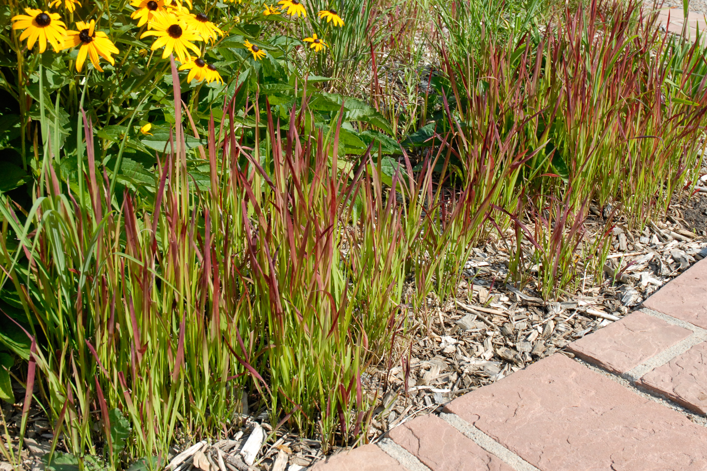 Japanese Blood Grass